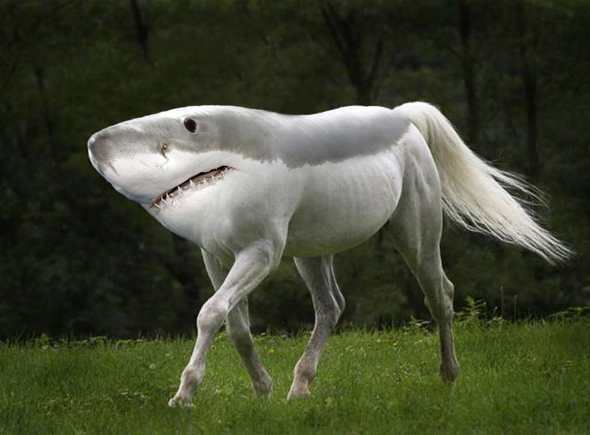 häst